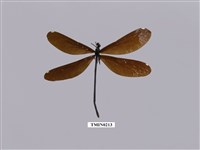 藏品(白痣珈蟌)的圖片